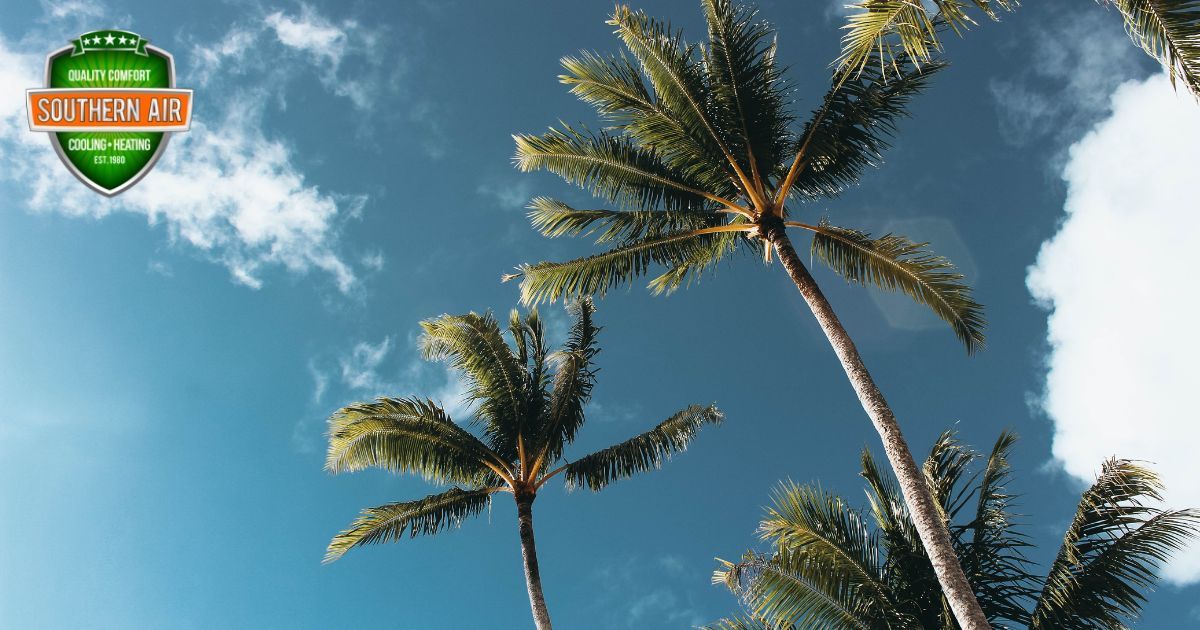 Palatka, FL palm trees